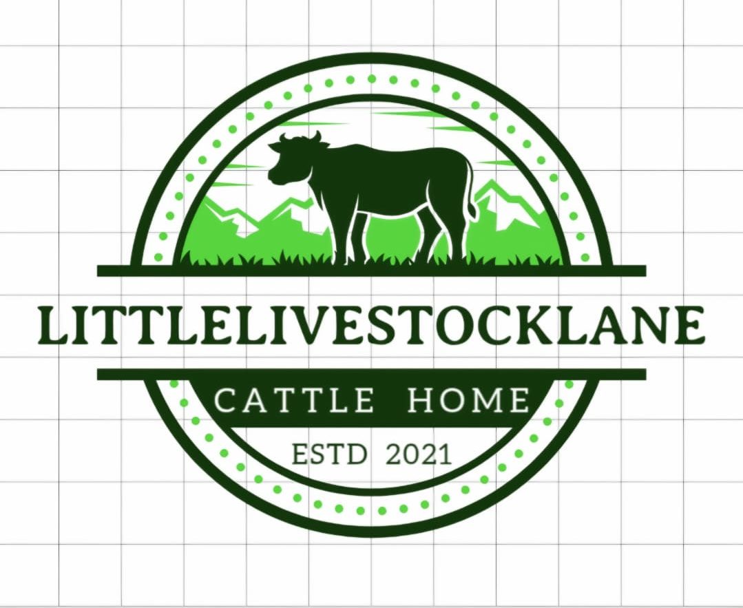 miniature cows for sale