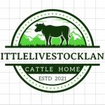 blog , miniature cattle