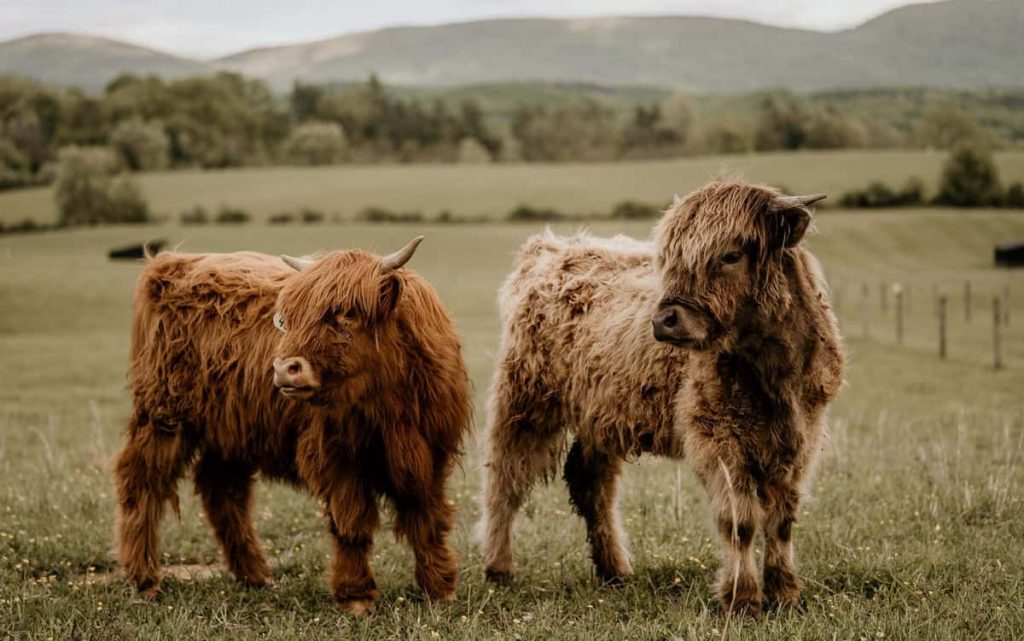 miniature cows