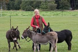 training miniature donkeys