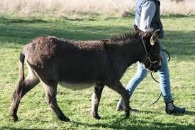 training miniature donkeys