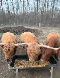 feeding & health for miniature cows