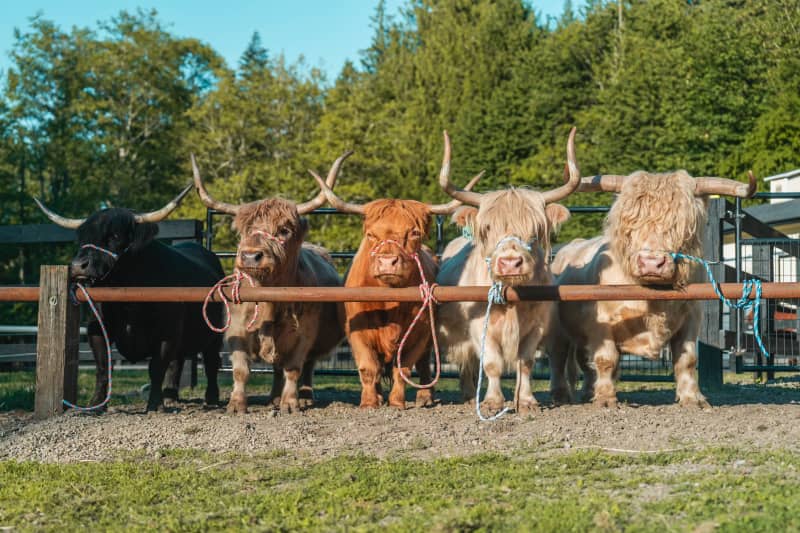 miniature cow breeding