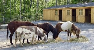 miniature horse health