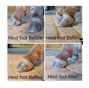 miniature donkey hoof care