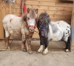 miniature horse training