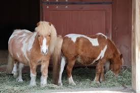 miniature horse training