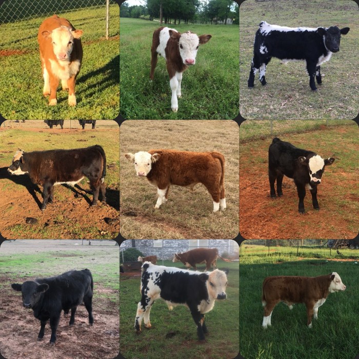 miniature cow breeds